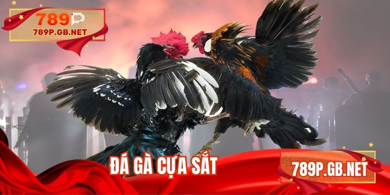 Đá gà cựa sắt