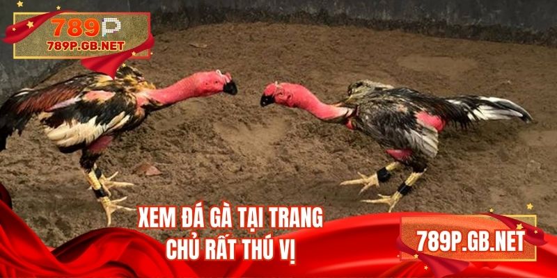 Xem đá gà tại trang chủ rất thú vị